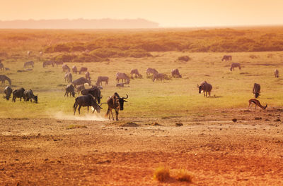 Horses in a field