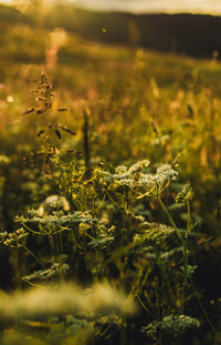 Close-up of flowering plants on field