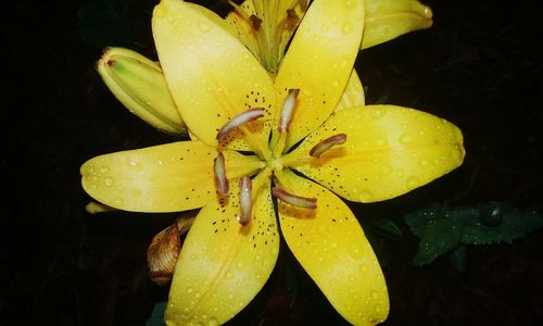 Close-up of wet yellow flower