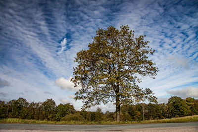 Tree on field against sky