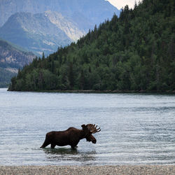 Horse on a lake