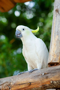 White sulphur-crested cockatoo, cacatua galerita.