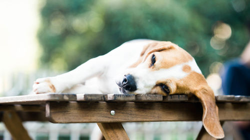 Close-up of a dog