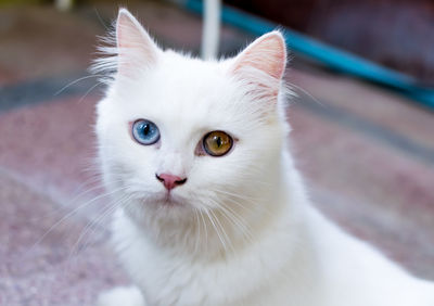 A close up portrait of a young heterochromic or odd-eyed white fur domestic cat