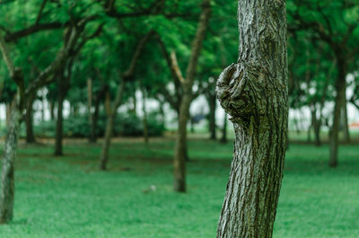 View of tree trunk in park