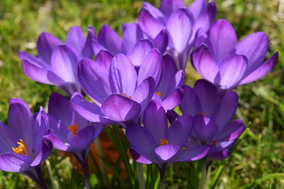 Close-up of purple crocus blooming outdoors