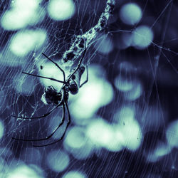 Close-up of spider on web