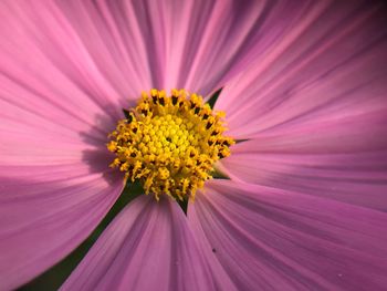 Close-up of cosmos flower