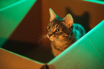 Close-up portrait of a cat