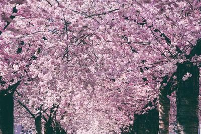 Pink cherry blossoms in spring