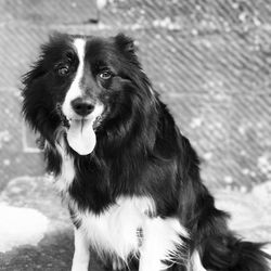 Close-up portrait of black dog