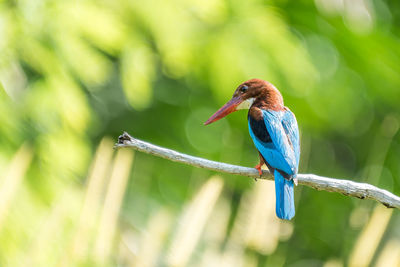 Close-up of bird perching on a branch