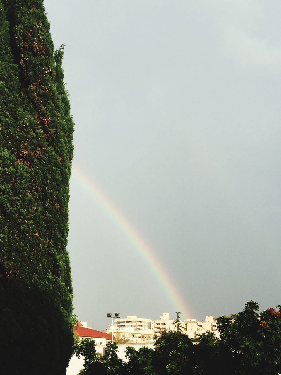 LOW ANGLE VIEW OF RAINBOW OVER TREES AND PLANTS