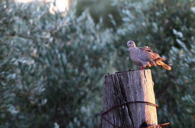 Bird perching on wooden post