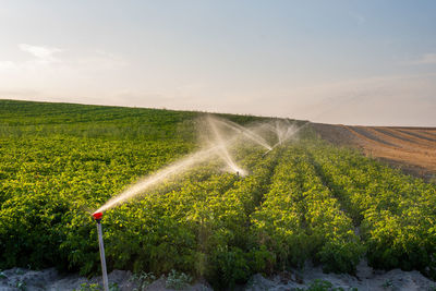 Rows of fennel foeniculum vulgare being irrigated with agricultural sprinklers