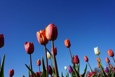 Low angle view of flowering plants against blue sky