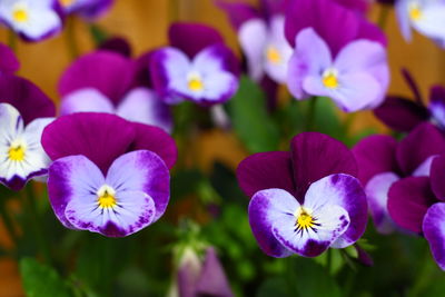 Close-up of purple flowering plants