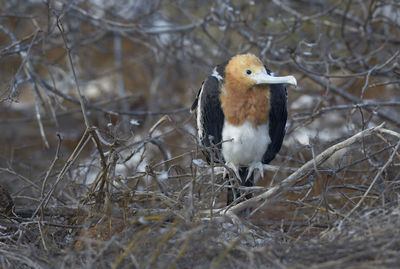 Bird perching on twig