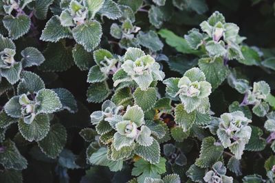 Close-up of flowering plant