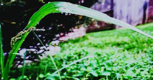 Close-up of dew drops on grass