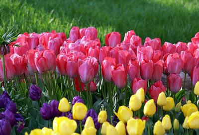 Close-up of purple tulip flowers in field