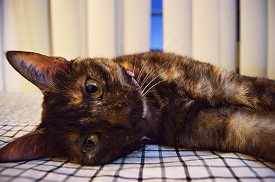 Close-up of cat lying down