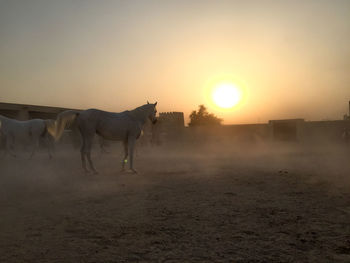 View of horse on field during sunset