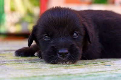 Portrait of cute puppy relaxing outdoors