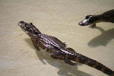 High angle view of alligators swimming in water