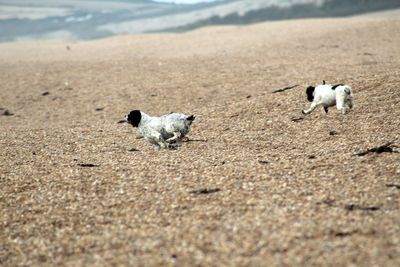 View of dogs on beach