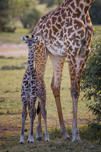Giraffe standing on field