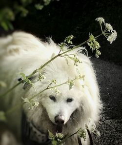 Close-up of a white dog