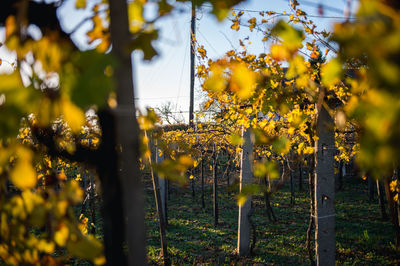 Vineyard during autumn