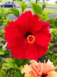 Close-up of red hibiscus blooming outdoors