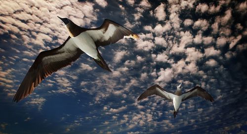 Low angle view of seagulls flying in sky