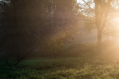 Trees in forest