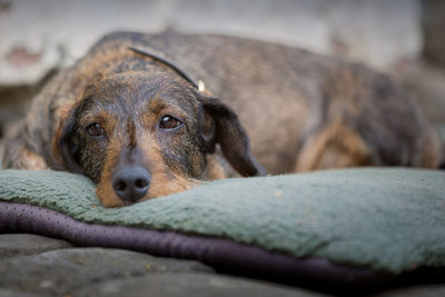 Close-up portrait of dog