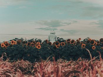 Cactus plants growing on landscape against sky