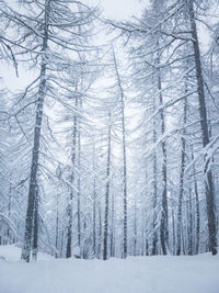 Pine trees in forest during winter