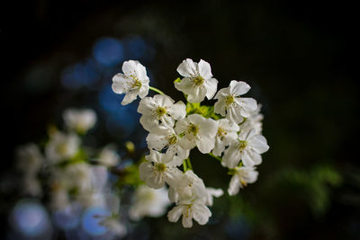 Close-up of white cherry blossoms