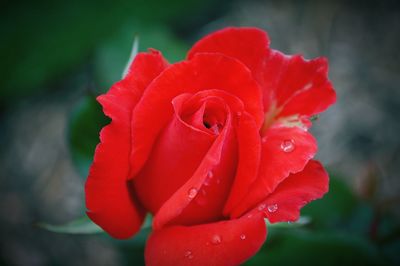 Close-up of red rose blooming