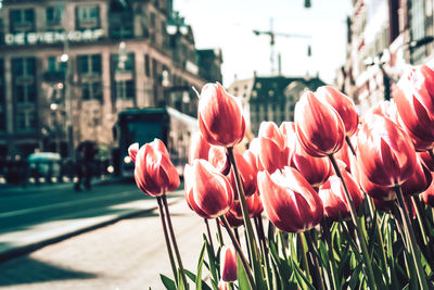 Close-up of pink tulips