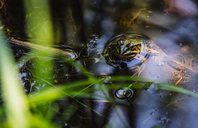 Close-up of frog on lake