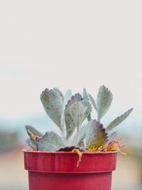 Close-up of plant against white background