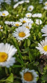 Close-up of white daisy flowers