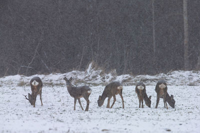 Horses on snow covered field