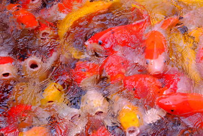 Close-up high angle view of koi carps swimming in pond