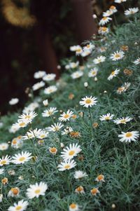 Close-up of daisies on field
