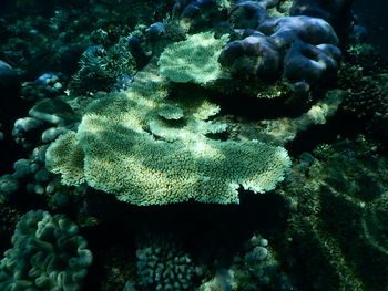 Close-up of coral in sea