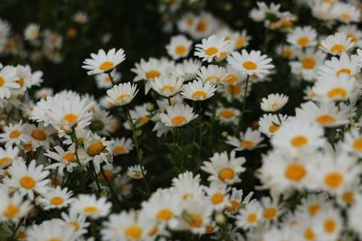 Close-up of daisies on field